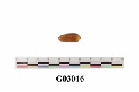 藏品(琥珀)的圖片